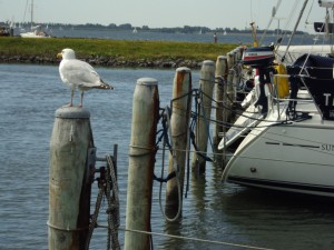 DSC00224